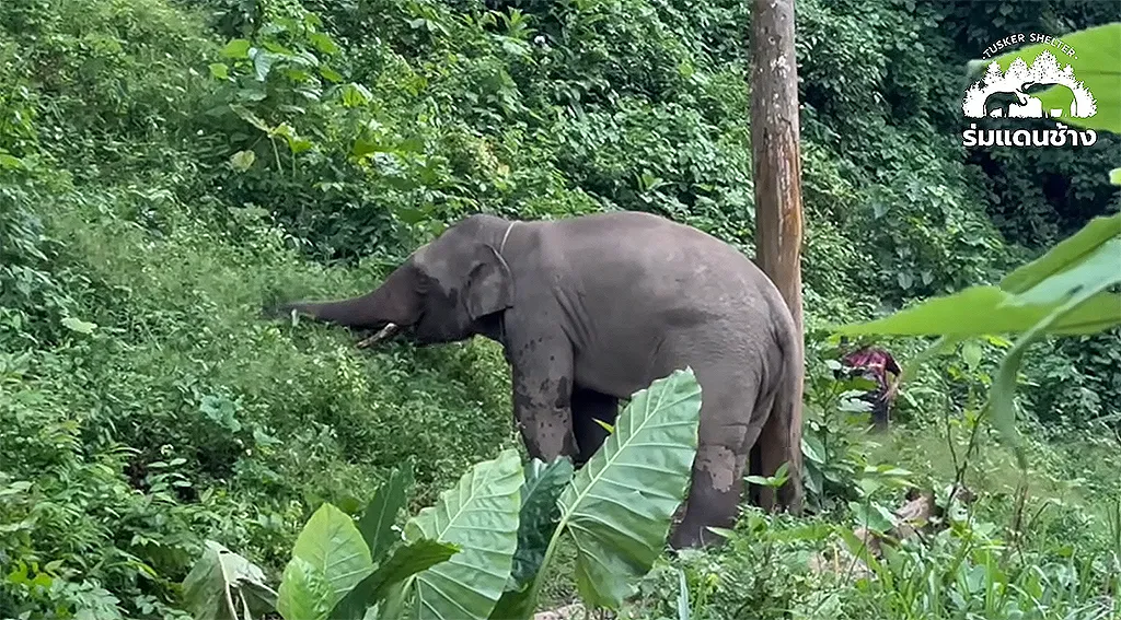 ชีวิตใหม่ “พลายดอกแก้ว” ที่บ้านใหม่ ร่มแดนช้าง (ภาพ : เพจ ร่มแดนช้าง Tusker Shelter)