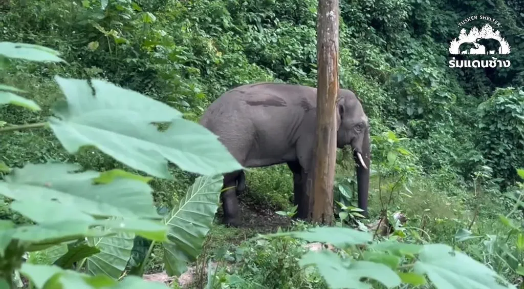 ชีวิตใหม่ “พลายดอกแก้ว” ที่บ้านใหม่ ร่มแดนช้าง (ภาพ : เพจ ร่มแดนช้าง Tusker Shelter)