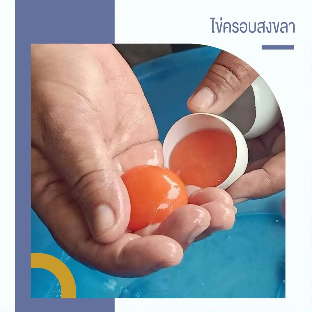 ภาพ: GI Thailand 