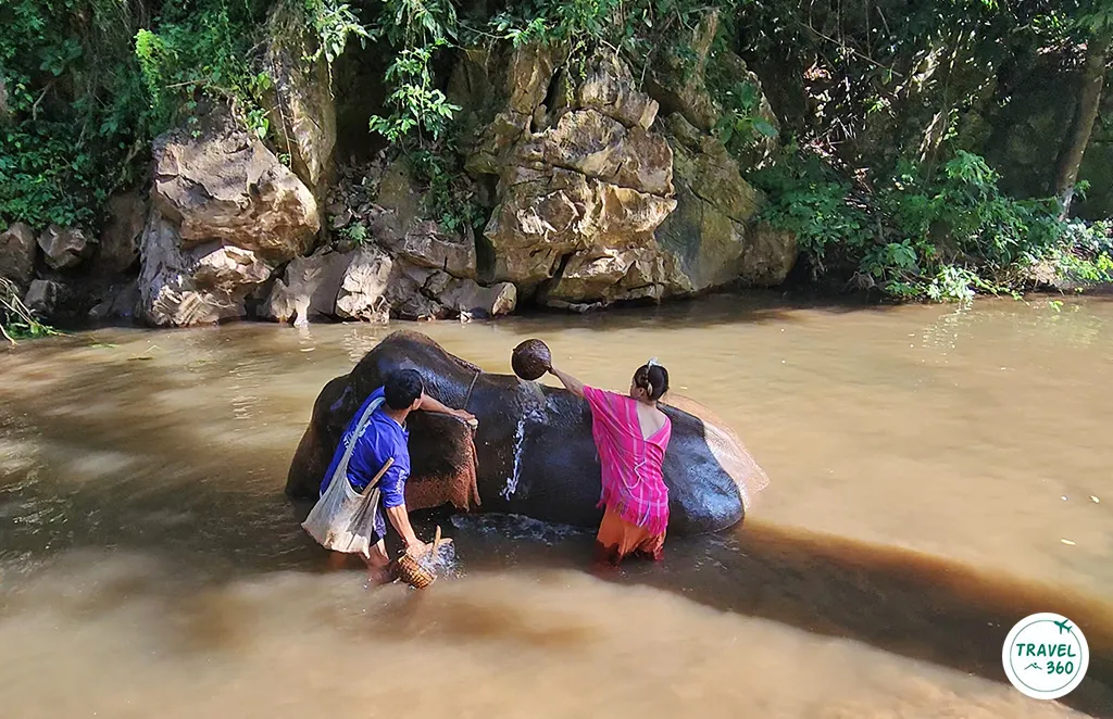 นักท่องเที่ยวทำกิจกรรมอาบน้ำช้างที่ Patara Elephant Conservation จ.เชียง ใหม่ 