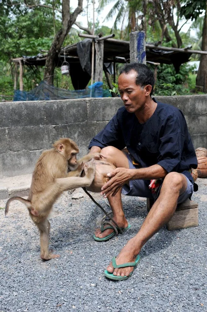 ศูนย์ฝึกลิงเพื่อการเกษตรกระแดะแจะ ภาพจากเพจ ททท.สุราษฎร์ธานี