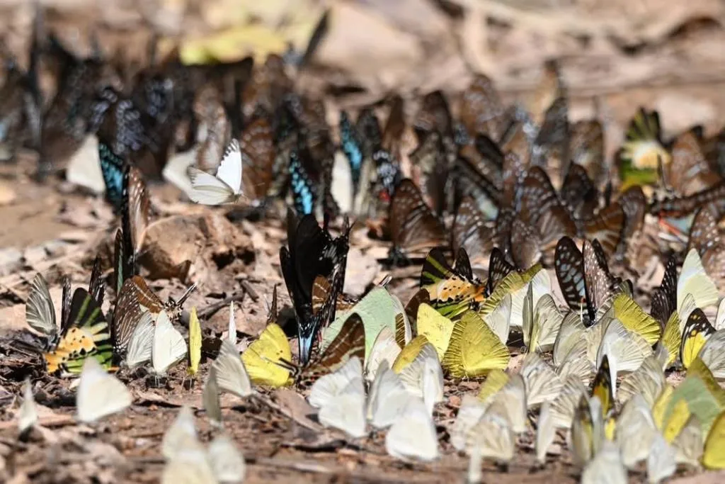 ภาพ : เพจเพจอุทยานแห่งชาติแก่งกระจาน - Kaeng Krachan National Park