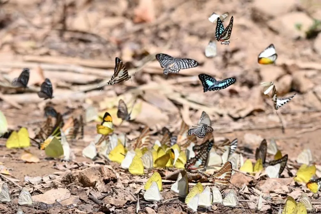 ภาพ : เพจเพจอุทยานแห่งชาติแก่งกระจาน - Kaeng Krachan National Park