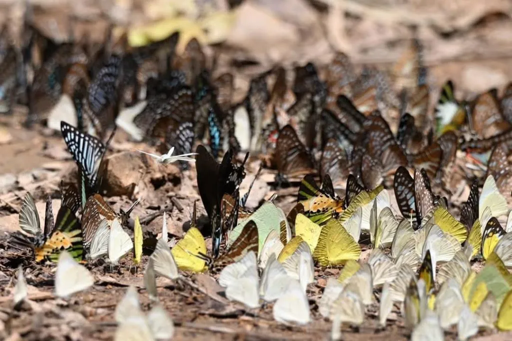 ภาพ : เพจเพจอุทยานแห่งชาติแก่งกระจาน - Kaeng Krachan National Park