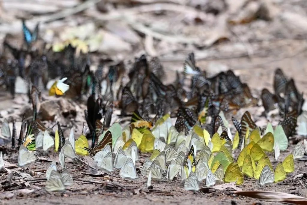 ภาพ : เพจเพจอุทยานแห่งชาติแก่งกระจาน - Kaeng Krachan National Park